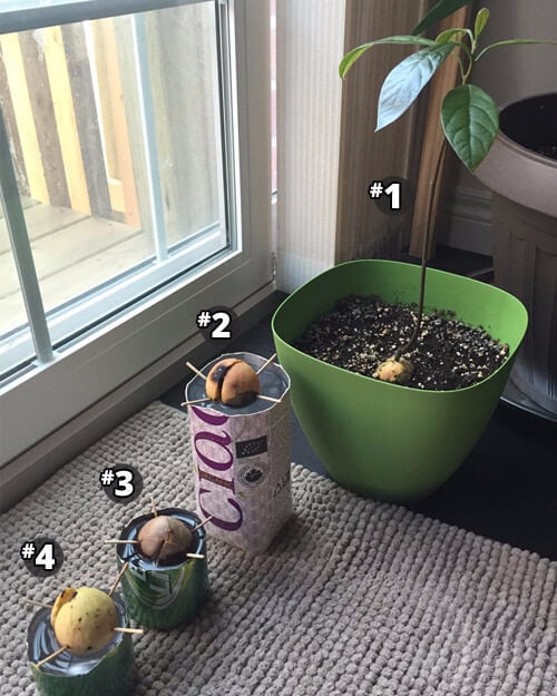 4 Avocado Plants